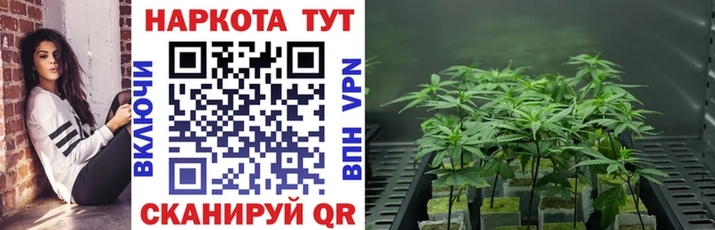 Бошки Шишки Славск
